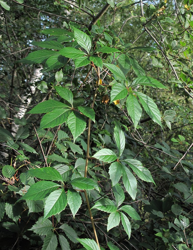 Parthenocissus inserta